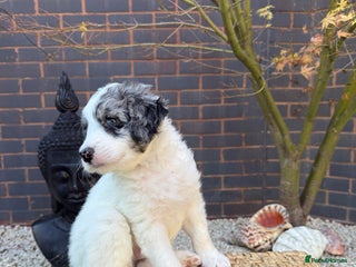 Bernedoodle dogs Micro/Miniature Bernedoodles - Advert 2