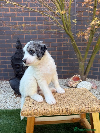 Bernedoodle dogs Micro/Miniature Bernedoodles - Advert 6