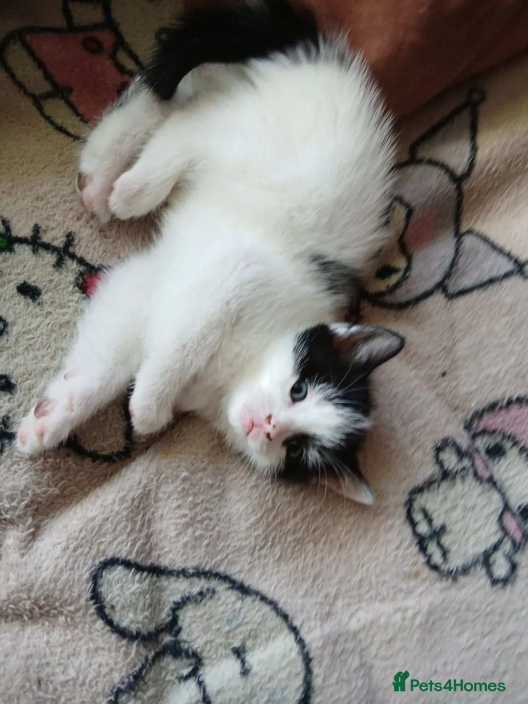 Mixed Breed cats for sale: Cute fluffy little kitten - Advert 2
