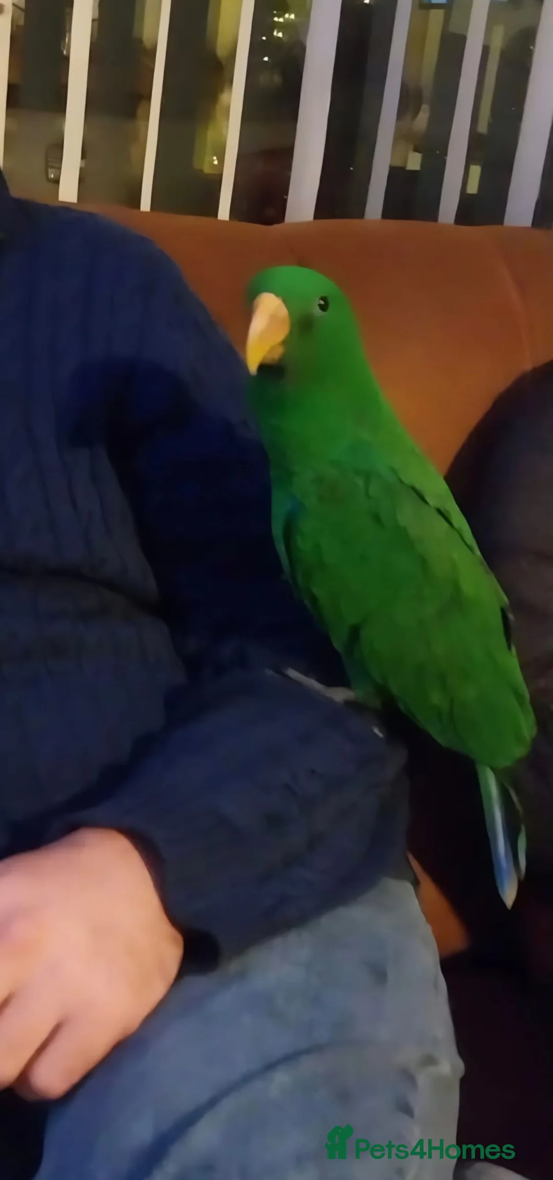 Parrots birds for sale: Male Eclectus parrot - Advert 5