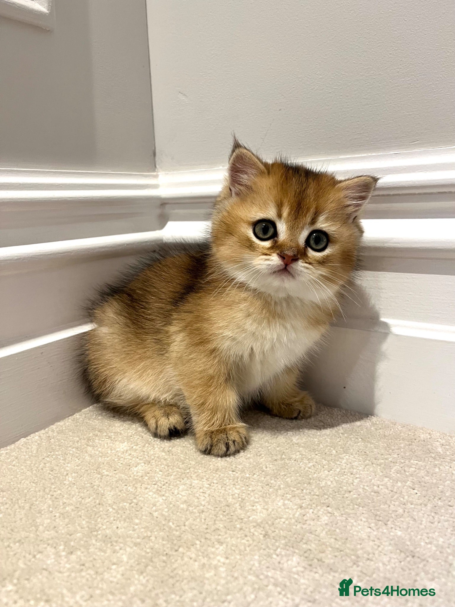 British Shorthair cats 3 left GCCF Registered Black golden shaded BSG - Advert 6