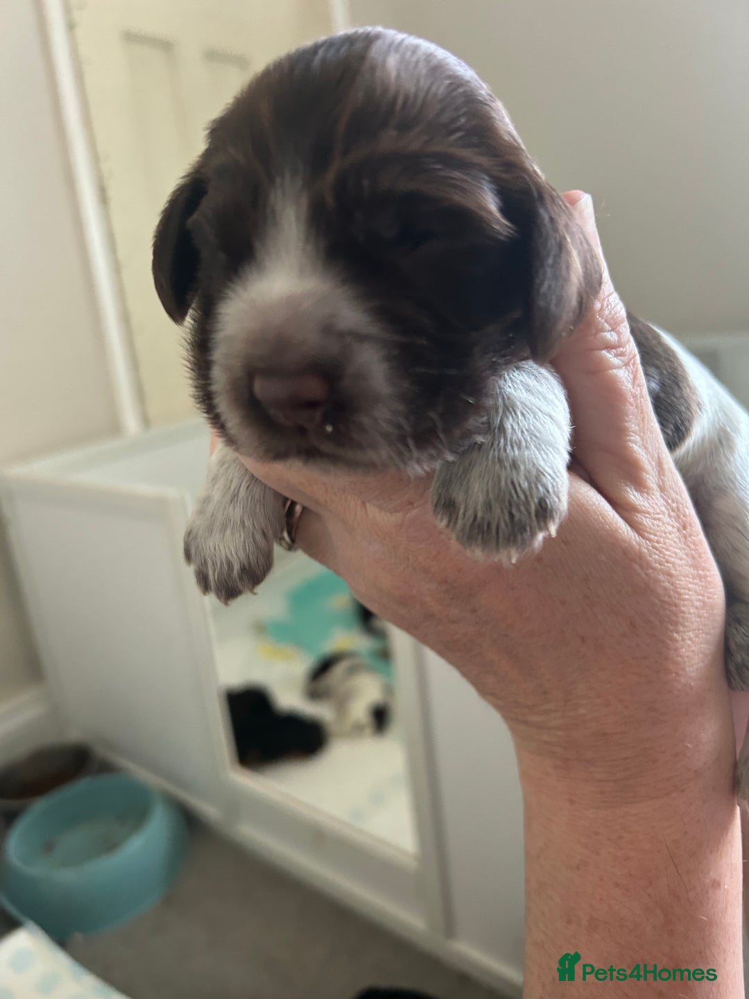 Cocker Spaniel dogs for sale: Show cocker spaniel  - Image 10