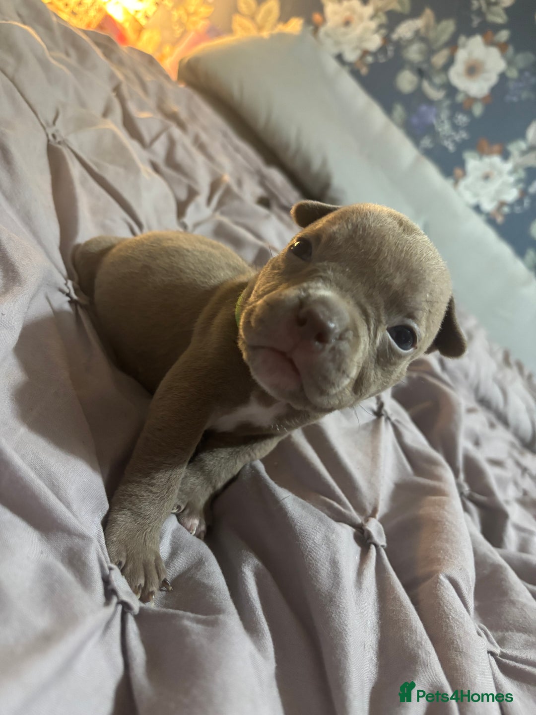 American Bully dogs for sale: Pocket Bully Puppies - Advert 19
