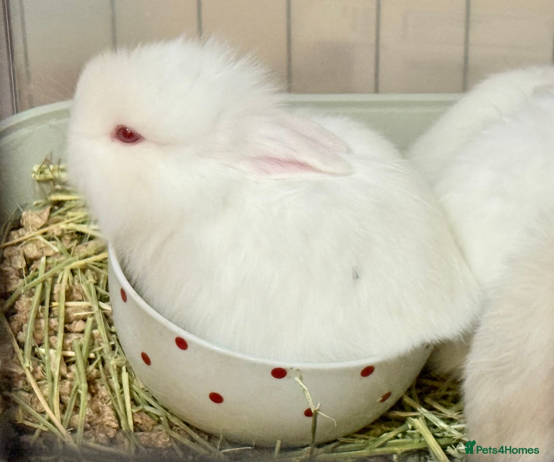 Lionhead rabbits for sale: 11 Double Maned Lionhead Babies For Sale - Advert 3