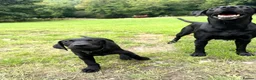 Labrador Retriever dogs for sale: FTCH Drakeshead Labrador boys  in Whiston - Advert 9