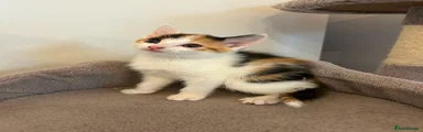 Mixed Breed Kitten 1