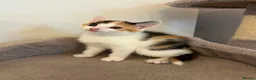 Mixed Breed cats for sale: Five adorable kittens, 3 boys and 2 girls - Advert 2