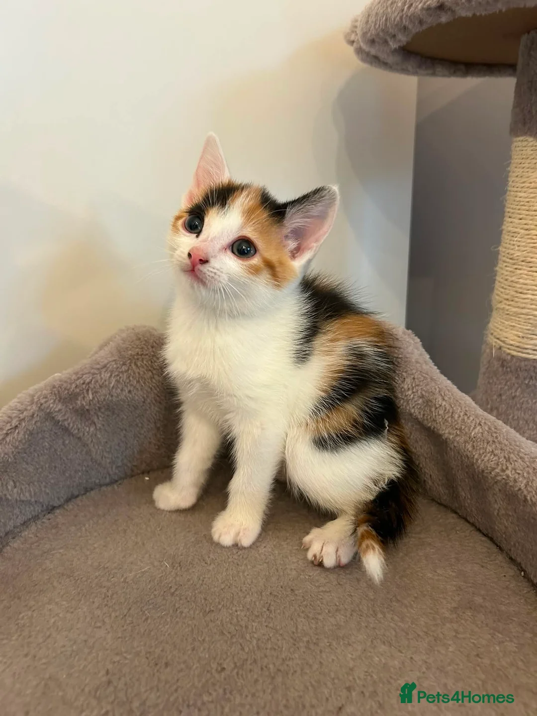 Mixed Breed cats for sale: Five adorable kittens, 3 boys and 2 girls - Advert 2