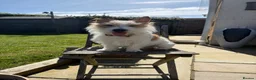 Jack Russell dogs for sale: Benji in Maidstone - Advert 9