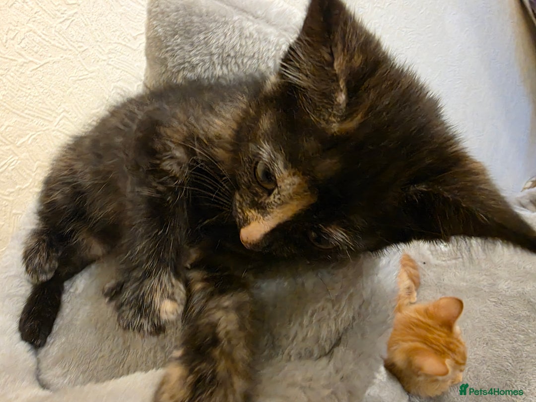 Domestic Shorthair cats for sale: 6 kittens ready for sale, 2 months old - Image 5