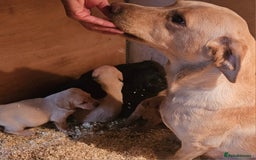 Labrador Retriever dogs for sale: Fantastic working bloodline kc labradors! - Image 20