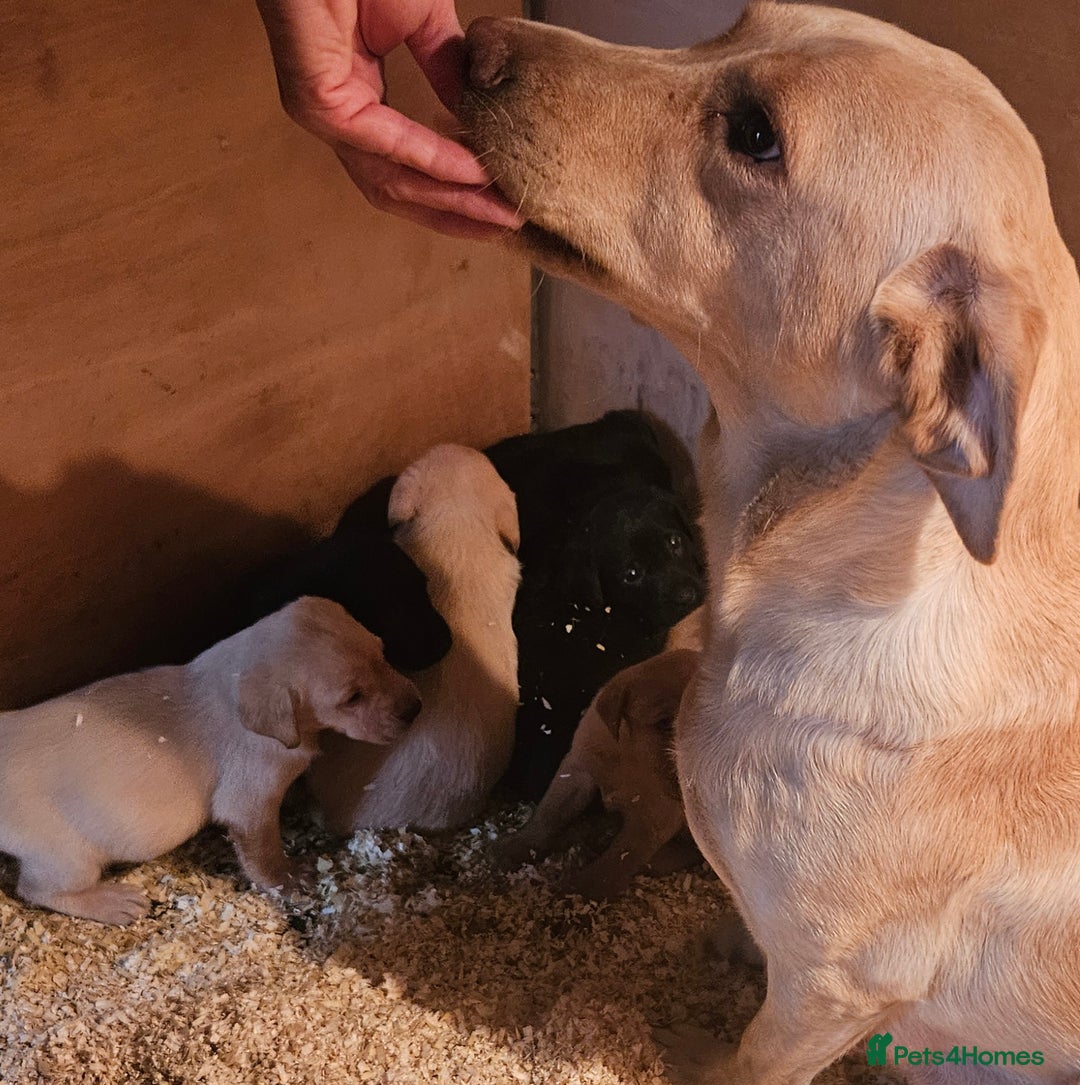 Labrador Retriever dogs for sale: Fantastic working bloodline kc labradors! - Image 20