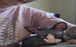 Sphynx cats for sale: Male sphynx kitten. Ready to rehome  - Image 1