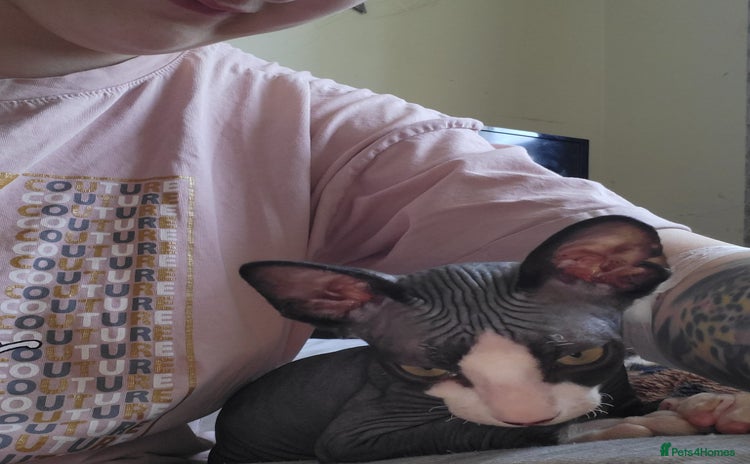 Sphynx cats - Advert 7