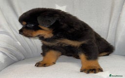 Rottweiler dogs for sale: **Stunning Rottweiler Puppies** - Image 9