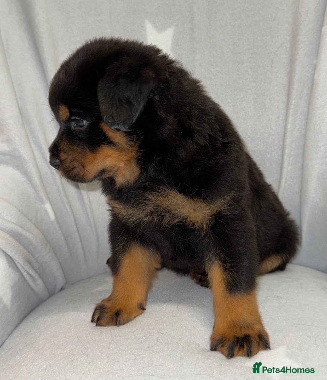 Rottweiler dogs for sale: **Stunning Rottweiler Puppies** - Image 9