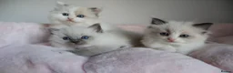 Ragdoll cats for sale: Ragdoll Kittens TICA Registered - Advert 9