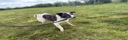 Mixed Breed dogs for adoption: Laura - Norwich Norfolk  in Norwich - Advert 12
