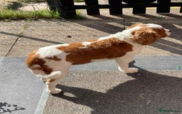 Cavalier King Charles Spaniel dogs for sale: Beautiful Mia - Image 3