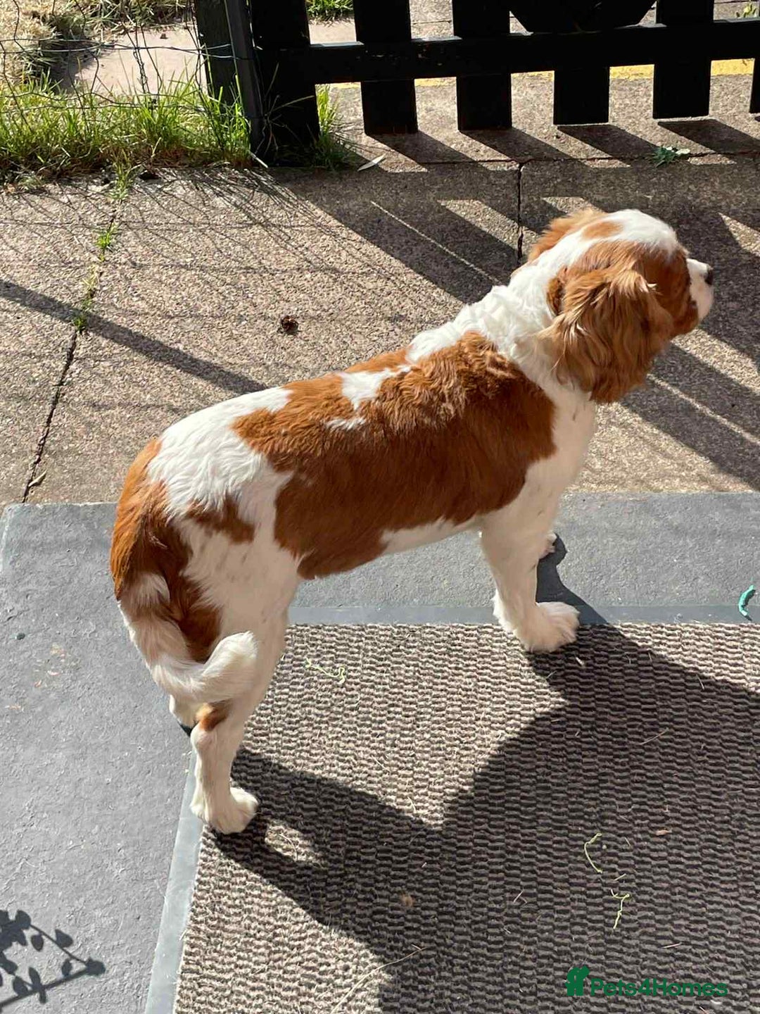Cavalier King Charles Spaniel dogs for sale: Beautiful Mia - Image 3