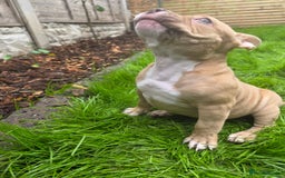 American Bully dogs for sale: REDUCED last girl Quality american Pocket Bully  - Image 17