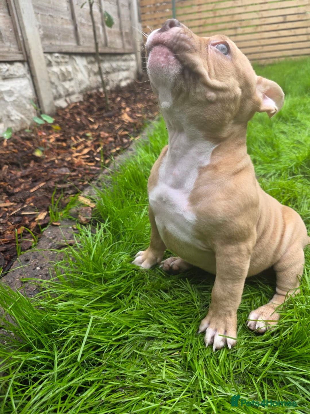 American Bully dogs for sale: REDUCED last girl Quality american Pocket Bully  - Image 17