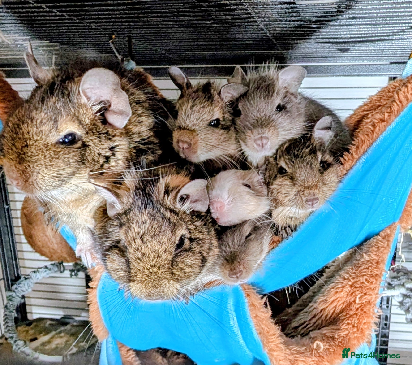 Degus rodents for sale: Lovely Degus ready for their forever homes - Advert 1