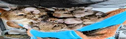 Degus rodents for sale: Lovely Degus ready for their forever homes - Advert 1