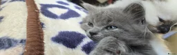 Ragdoll cats for sale: Ragdoll/Siberian mix kittens - Advert 11