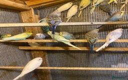 Budgerigars birds for sale: Colourful Budgies For Sale. - Image 6