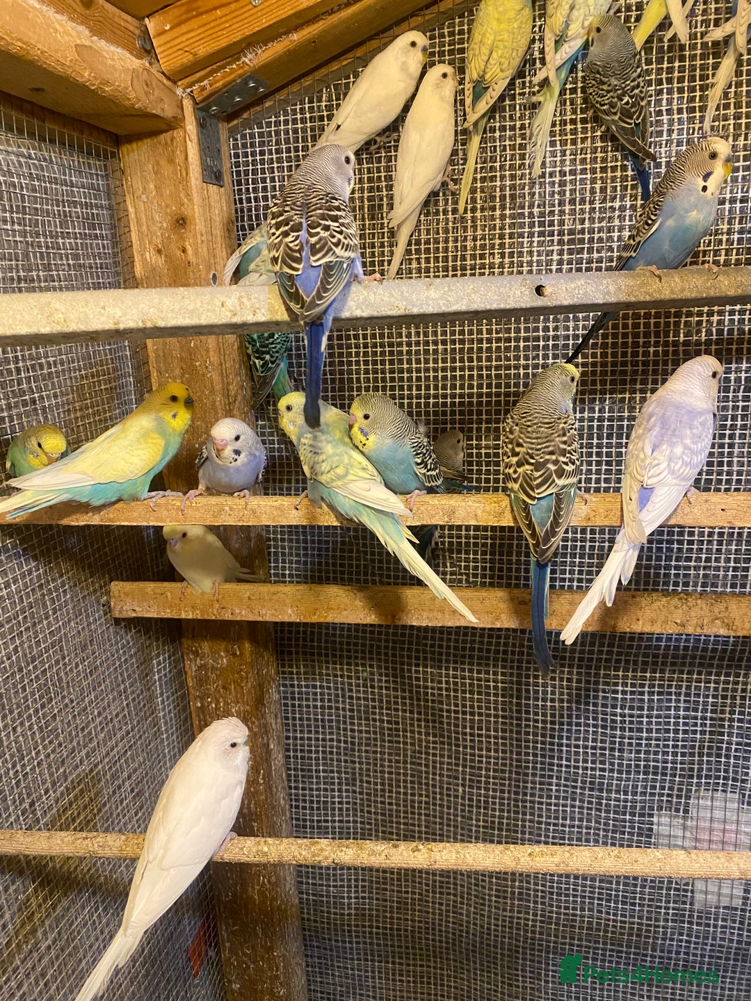 Budgerigars birds for sale: Colourful Budgies For Sale. - Image 6