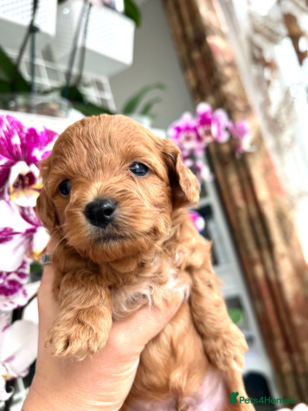 Maltipoo dogs for sale: Beautiful F1B Toy Size Maltipoo Puppies - Image 7