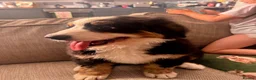 Bernese Mountain Dog dogs for sale: READY NOW Last female KC Bernese puppy  - Advert 9