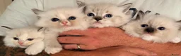 Ragdoll cats for sale: 🐾 GCCF Registered Ragdoll Boys ✨ Champion Lines - Advert 18