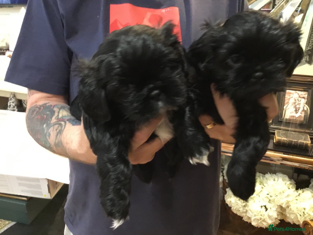 Shih Tzu dogs for sale: Tiny Imperial Shihtzu  Puppies  - Image 6