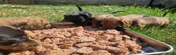 Miniature Dachshund dogs for sale: Miniature chocolate dapple black tan dachshund - Advert 9