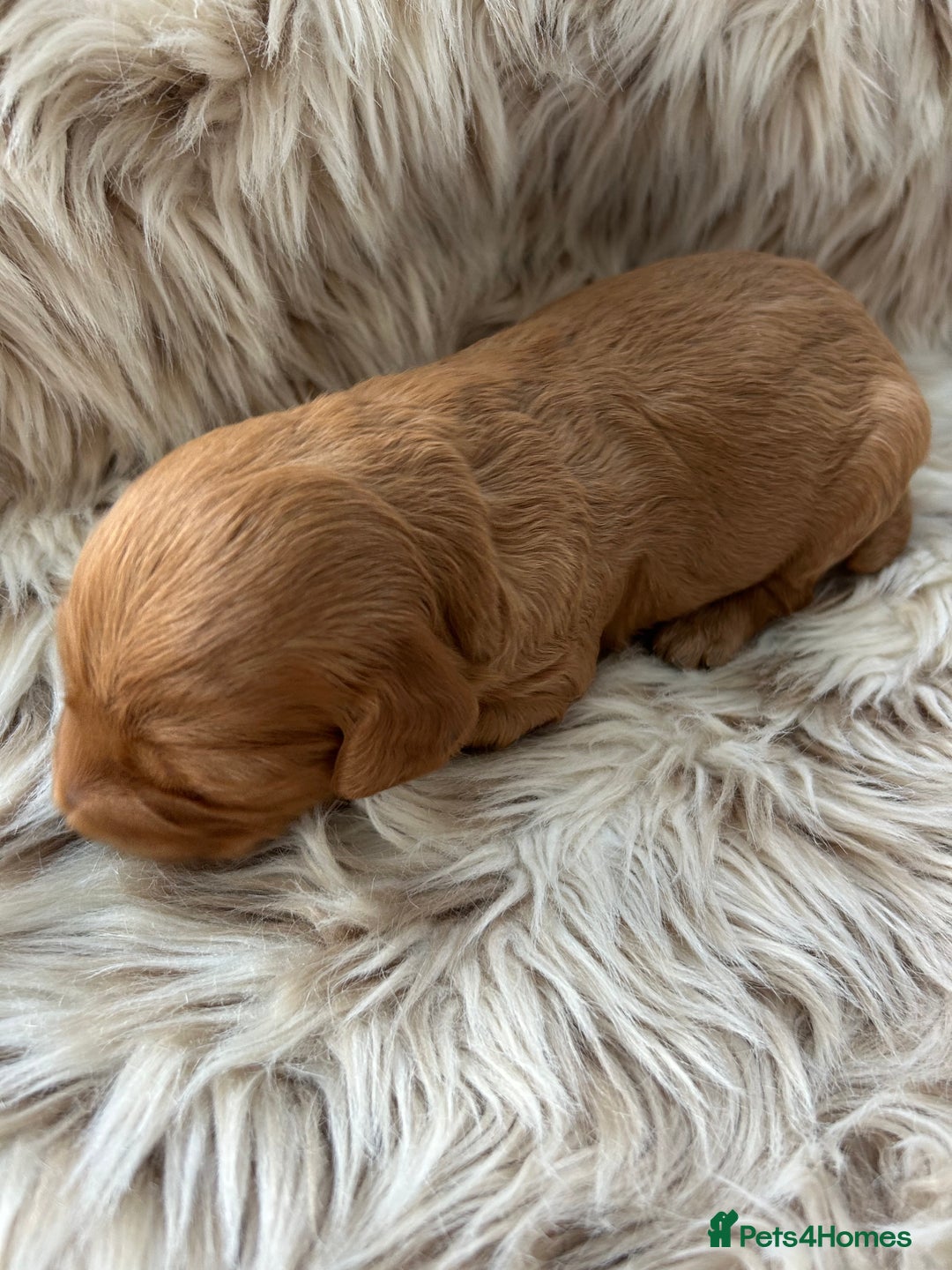 Cockapoo dogs for sale: Cockapoo puppies  - Advert 8