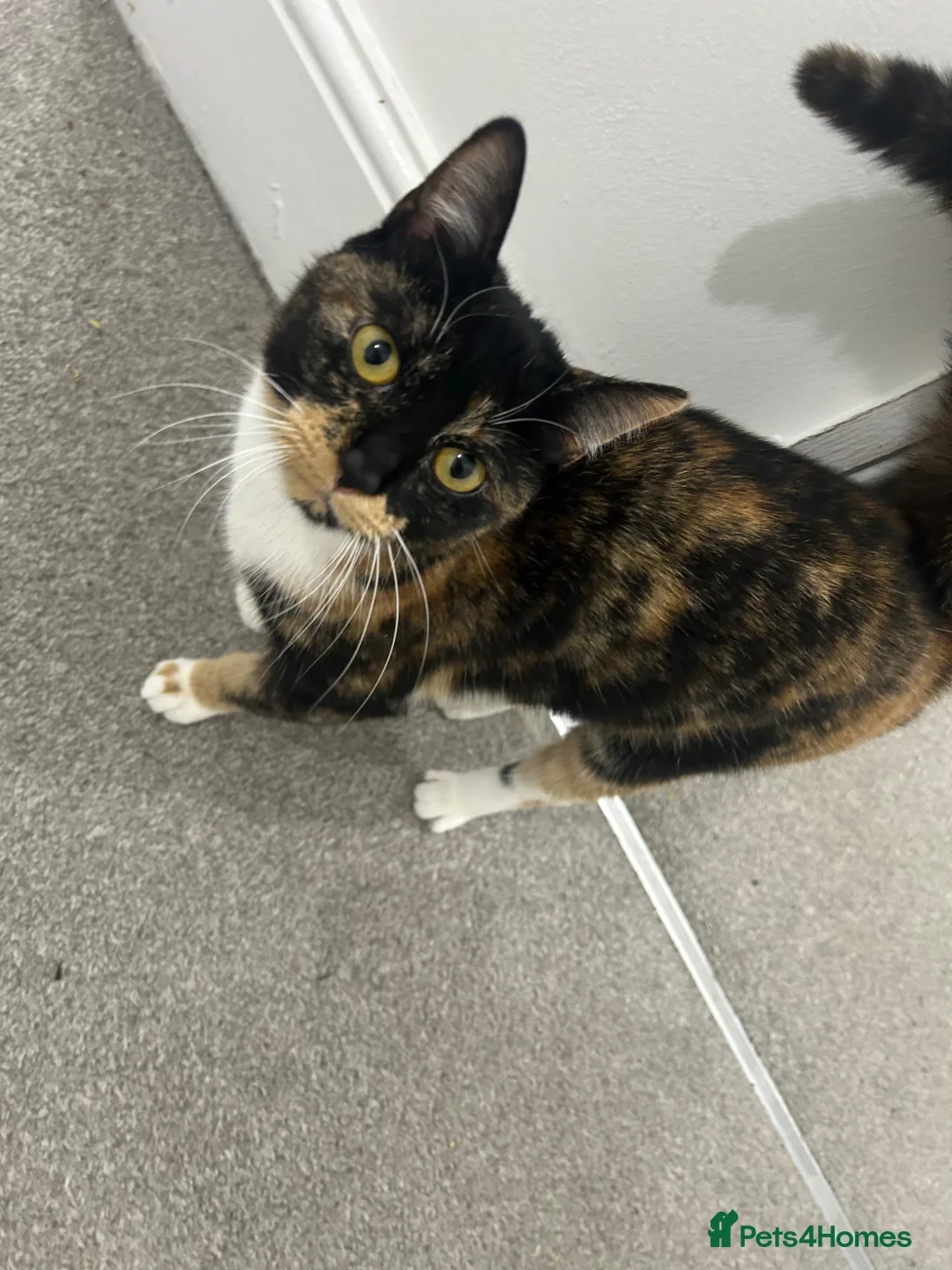 British Shorthair cats for sale: Hello I’m Cali✨ - Advert 2