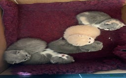 British Shorthair cats for sale: British short hair kittens  - Image 11