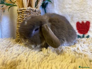 Mini Lop rabbits Mini lops - Advert 5