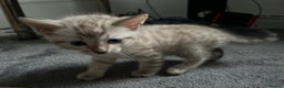 Bengal cats for sale: BIG BOY SNOW LYNX  - Advert 9