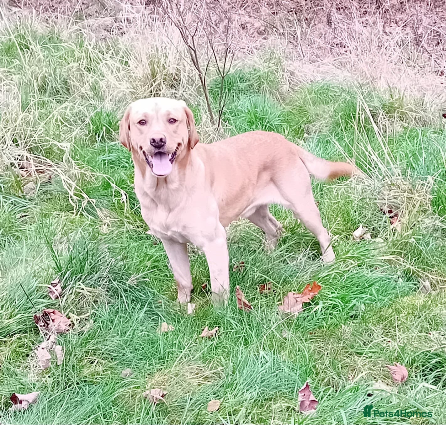 Cockerdor dogs for sale: Stunning Cockador Puppies for Sale - Advert 11