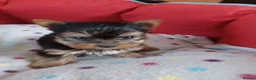 Yorkshire Terrier dogs for sale:   5 generation pedigree sertificate boy & girl  - Advert 11