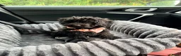 Cockapoo dogs for sale: Cockapoo Puppy Black - Advert 4