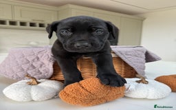 Cane Corso dogs for sale: Beautiful Cane Corso Puppies - Image 5