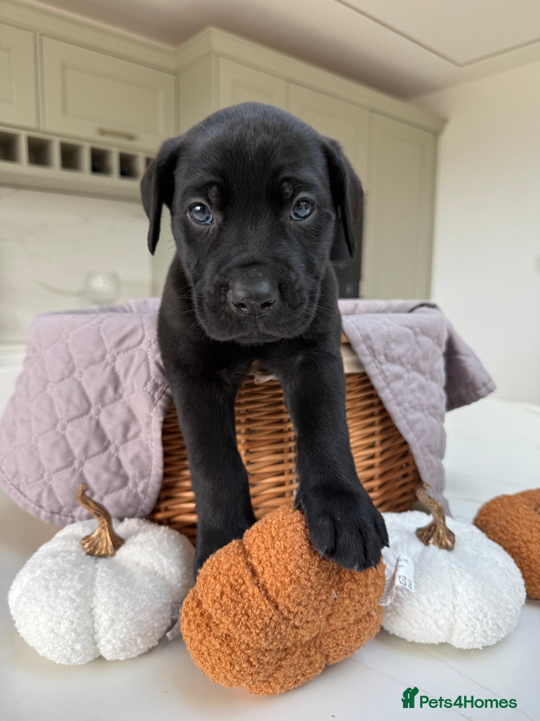 Cane Corso dogs for sale: Beautiful Cane Corso Puppies - Image 5