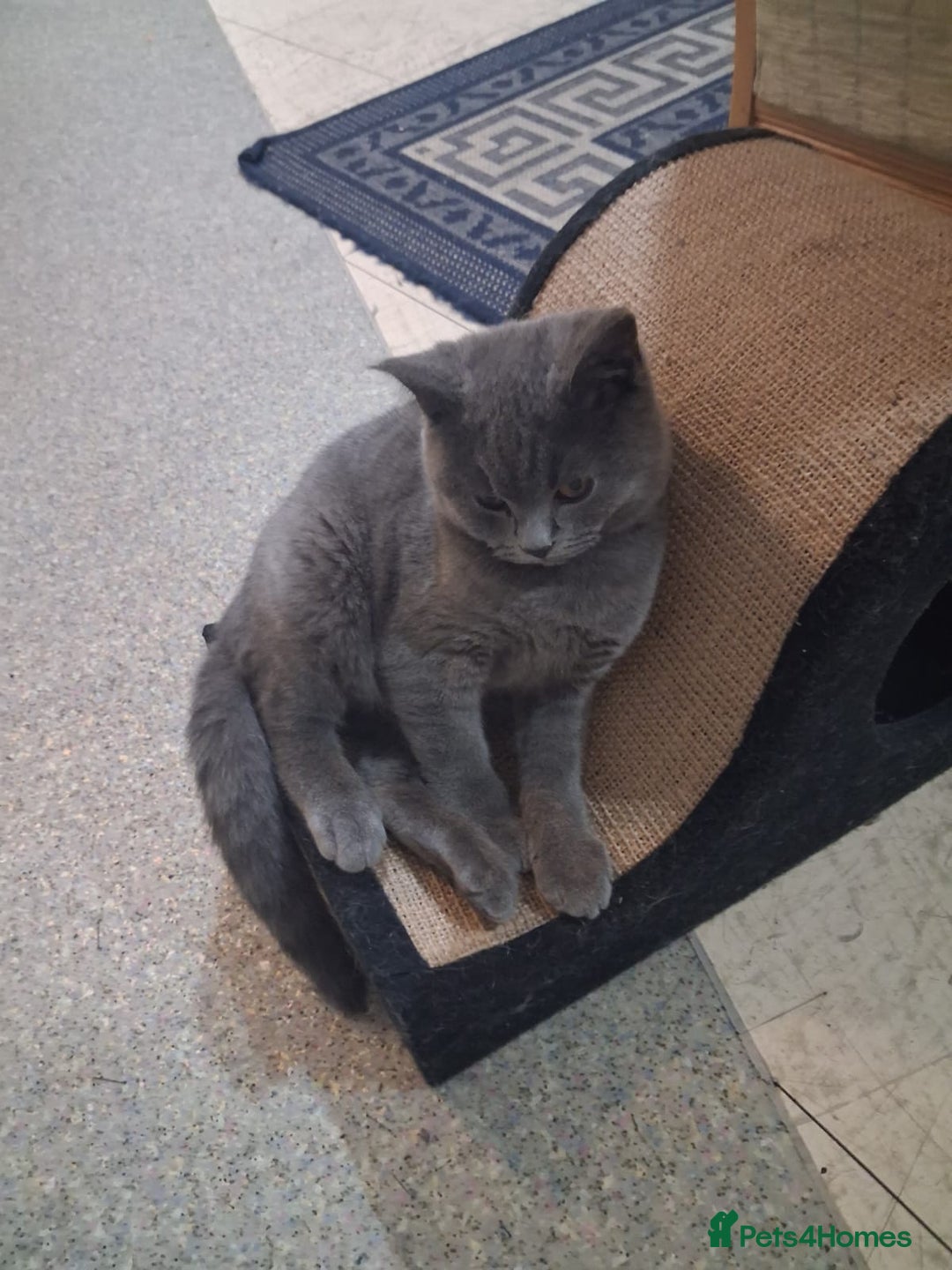 British Shorthair cats for sale: Bsh blue boy gccf - Advert 3