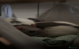 Rat rodents for sale: 2 rats for sale  - Image 3