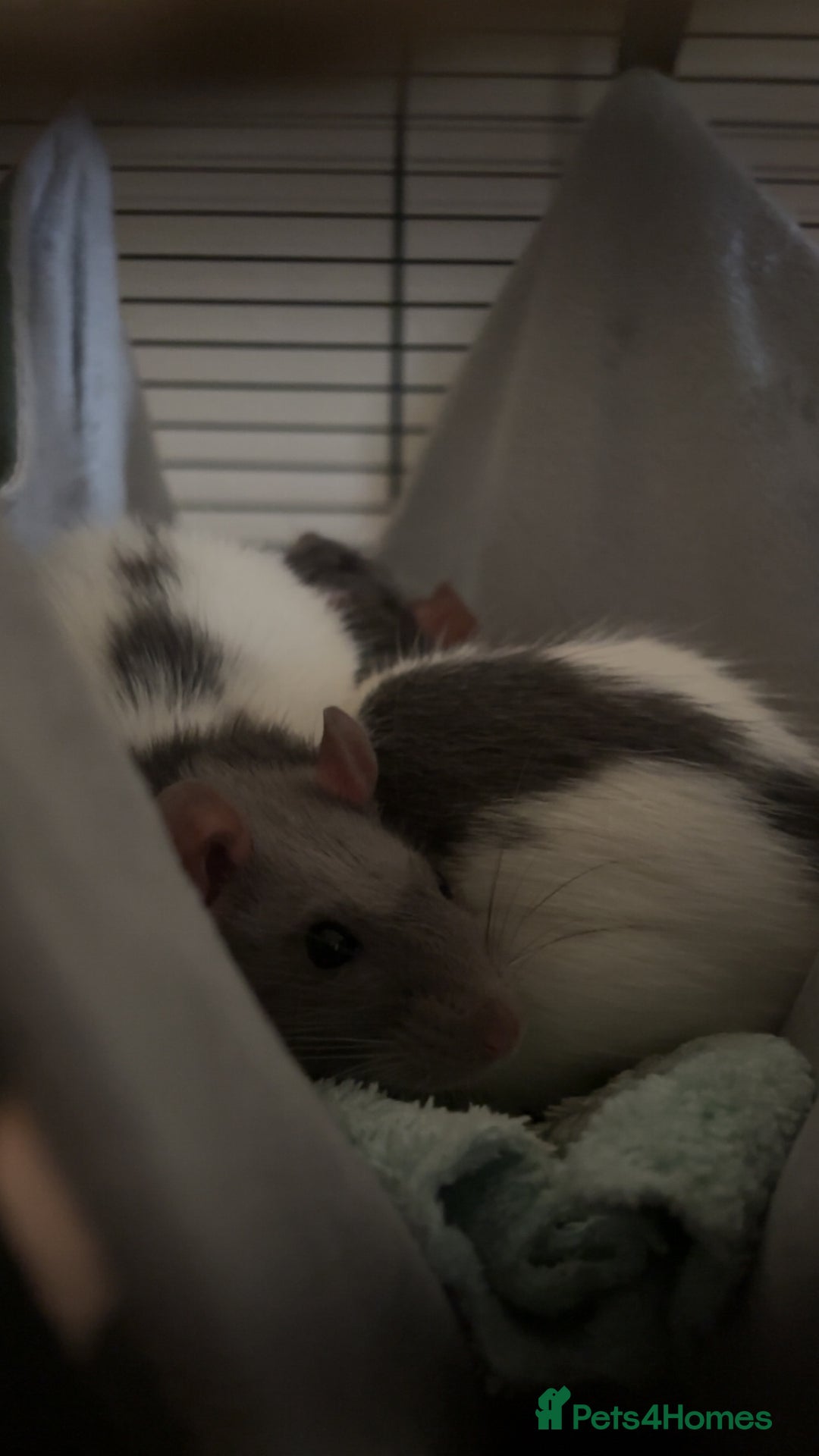Rat rodents for sale: 2 rats for sale  - Image 3