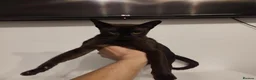 Burmese cats for sale: Beautiful Burmese girl for sale - Advert 3